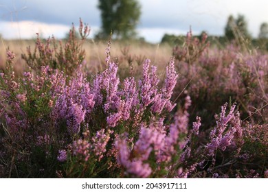 Magical, small, pink heather blossoms in autumn.