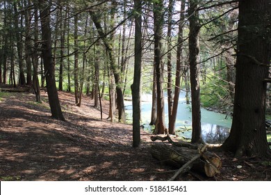 Magical Stream in Forrest