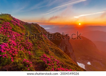 Magical summer dawn in the Carpathian mountains with blooming red rhododendron flowers. Picturesque summer sunset in the mountains with rhododendron flowers.Vibrant photo wallpaper.