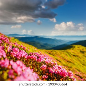 Magical summer scene with rhododendron flowers. Location place Carpathian mountains, Ukraine, Europe. Vibrant photo wallpaper. Image of gorgeous pink flowers. Discover the beauty of earth.