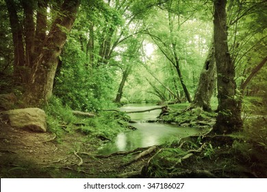 Magical summer swamp deep in the forest with leaning oak trees creating tunnel
