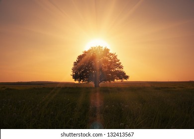 magical sunrise with tree - Shutterstock ID 132413567