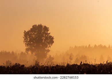 Magical sunrise with tree. Tree silhouette in golden sunrise. - Shutterstock ID 2282768153