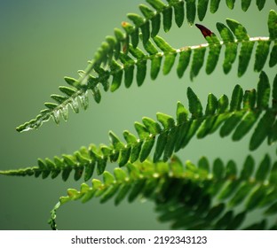 Magical Texture Of Sword Fern