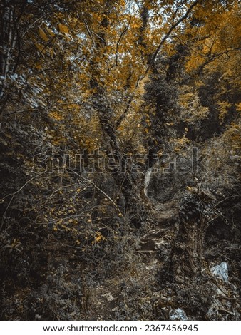 Similar – texture of the bark of a tree in nature close up