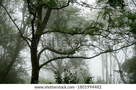              Magical Trees in the gloom                  