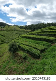 Magical Views of Cha Gorreana tea factory plantation in green summer colours on Sao Miguel island of Azores, Portugal - Shutterstock ID 2310743183