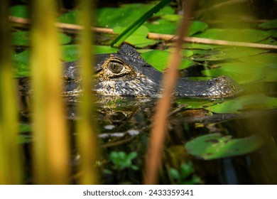 In the magical waters of the Iberá Wetlands, the alligator glides majestically, the undisputed king of the largest wetland in America. A captivating image of wildlife in its aquatic splendor