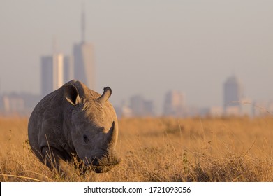 Magical Wildlife In The Heart Of Africa - Kenya