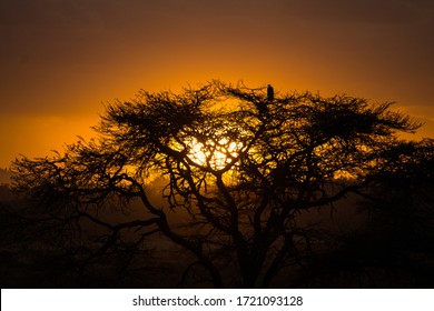 Magical Wildlife In The Heart Of Africa - Kenya