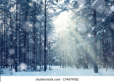 magical winter forest, a fairy tale, mystery - Shutterstock ID 174479582