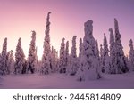 Magical winter light envelops the forest in Riisitunturi National Park, Posio, Finland, Europe