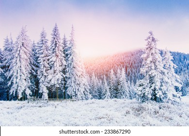 magical winter snow covered tree  - Shutterstock ID 233867290