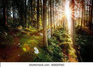Magical woods in the morning sun. Fairy forest in autumn. Dramatic scene and picturesque picture. Wonderful natural background. Location place Germany Alps, Europe. Explore the world's beauty. - Shutterstock ID 606029363