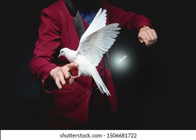 Magician man shows trick with trained white dove bird and magic wand. - Powered by Shutterstock