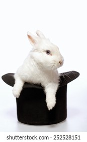 Magicians rabbit. Closeup image of a cute white bunny looking out from the magicians black hat isolated on white background 