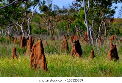 Magnetic Termite Mound in Litchfield National Park, Australia 