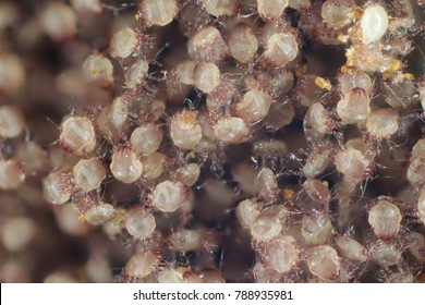 A magnification of a lot of dust mites - Shutterstock ID 788935981
