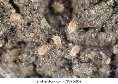 A magnification of dust mites - Shutterstock ID 788936059