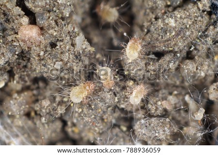 A magnification of dust mites