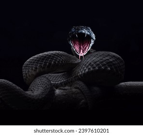 A magnificent aggressive black tree viper with an open sinister mouth sits wrapped around a tree trunk