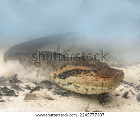 A magnificent anaconda snake on a sandy bottom in the murky waters of the Amazon is the largest snake on the planet