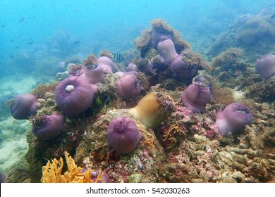 Magnificent Anemone, Heteractis Magnifica