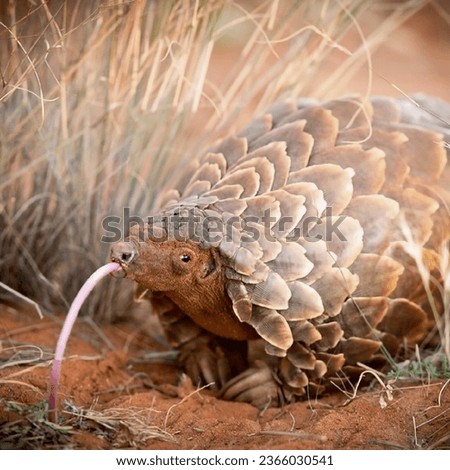 The magnificent armadillo pangolin stuck out its long tongue in close-up
