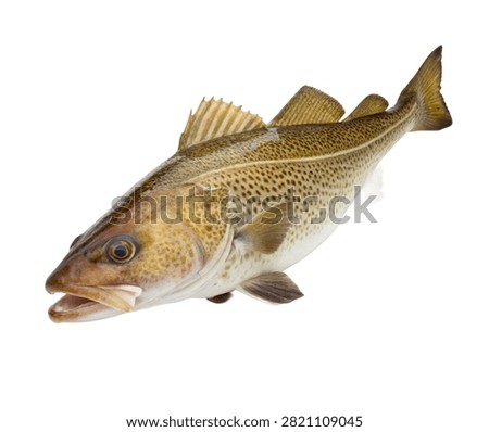 A Magnificent Atlantic Cod Shown In Full Side Prof Isolated On White Background