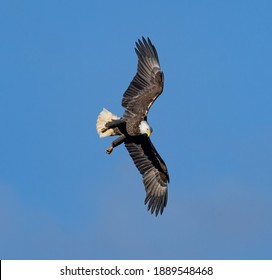 A magnificent bald eagle with a full span of large wings extended its claws on its powerful paws as it spotted its prey.