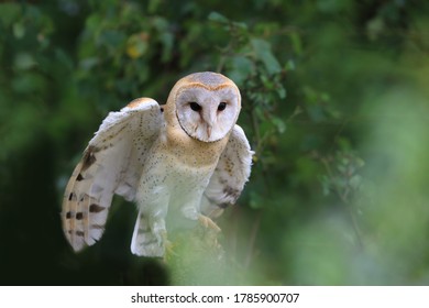 150 Western Barn Owl Stock Photos, Images & Photography 