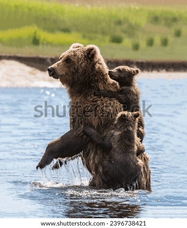 A magnificent bear standing in the water with small cubs climbing on it close-up