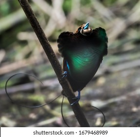 Magnificent Bird Of Paradise Displaying In The Remote Arfak Mountains In Indonesia To Seduce A Female.