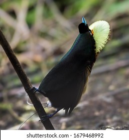 Magnificent Bird Of Paradise Displaying In The Remote Arfak Mountains In Indonesia To Seduce A Female.