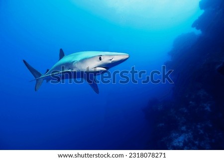 A magnificent blue shark with an elegant proud look swimming in the depths of the sea close-up