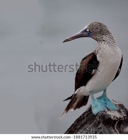 A magnificent blue-legged booby stands on top of a rocky hill and looks around