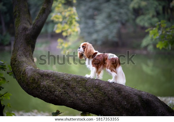 Magnificent cavalier king Charles Spaniel on a\
tree trunk on a lake\
background
