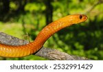 The magnificent but deadly cape cobra (Naja nivea) North West province South Africa 