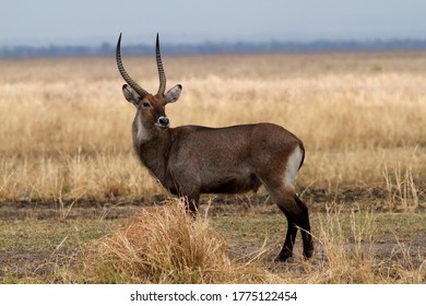 A Magnificent DeFassa Waterbuck Never Strays Far From A Reliable Source Of Year Round Water. The DeFassa Sub-species Is Denoted By The Solid White Rump