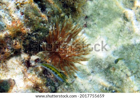 Magnificent Feather Duster worm (Sabellastarte magnifica) with fishy friends, Meads Bay, Anguilla, BWI.