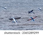 A magnificent flock of sea flying fish jumping out of the water soar in the air