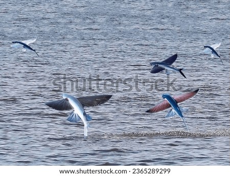 A magnificent flock of sea flying fish jumping out of the water soar in the air