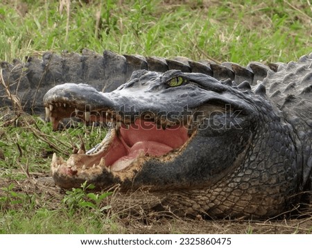 A magnificent formidable crocodile with an open toothy mouth lay down in the grass waiting for prey close-up