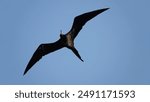 Magnificent frigate bird black seabird flying soaring