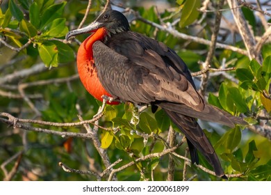 Magnificent frigatebird - Fregata magnificens - male perched with red goiter with green vegatation in background. Photo from Isla Fuerte in Columbia. Fregata magnificens rothschildi. - Powered by Shutterstock