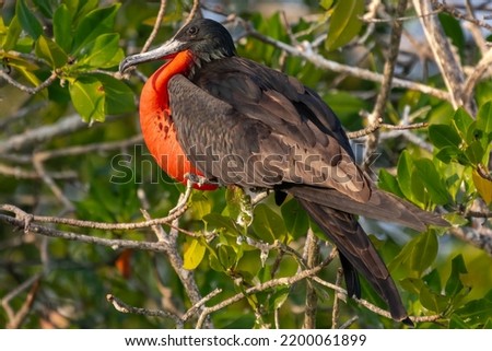 Magnificent frigatebird - Fregata magnificens - male perched with red goiter with green vegatation in background. Photo from Isla Fuerte in Columbia. Fregata magnificens rothschildi.