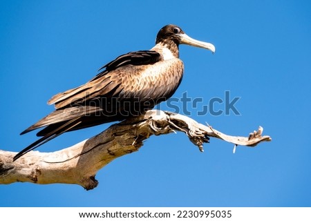 Magnificent Frigatebird sitting on a tree (Fregata magnificens)