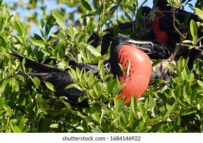 Magnificent Frigatebird At South Water Caye, Belize