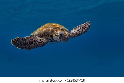 Una magnífica tortuga gigante de mar dorada esparce sus patas y nada en las profundidades azules del mar