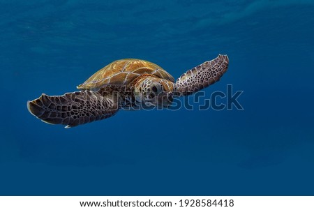 A magnificent giant golden sea turtle spreads its paws and swims in the blue depths of the sea